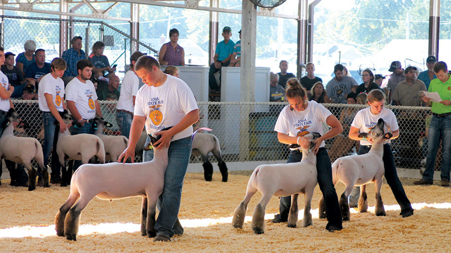 Livestock shows are a big part of the fair.
